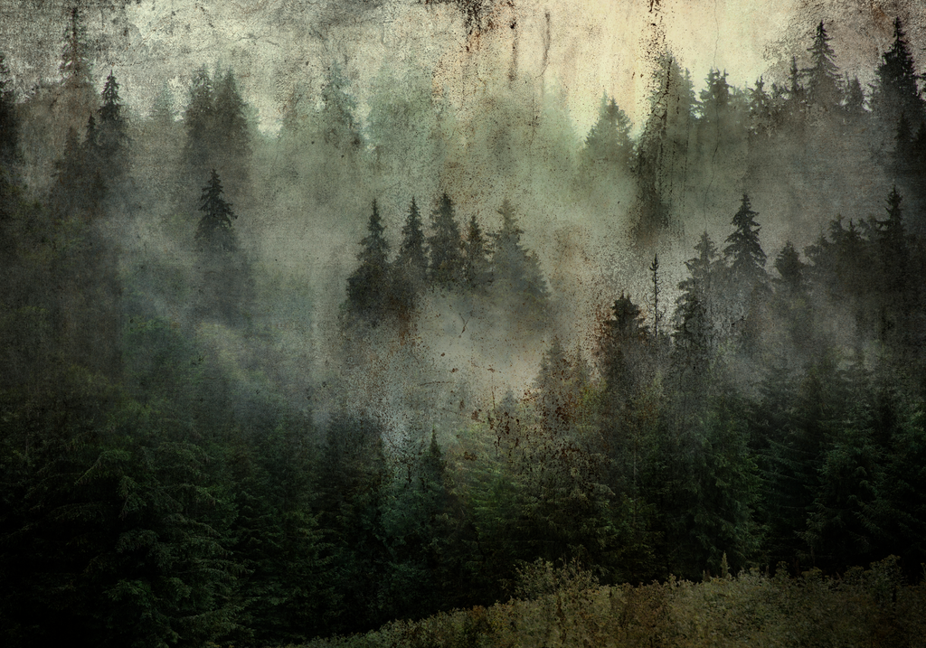 Papier peint panoramique sapins dans la brume vert-de-gris